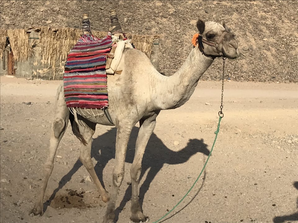 Strand Panorama Bungalows Resort El Gouna