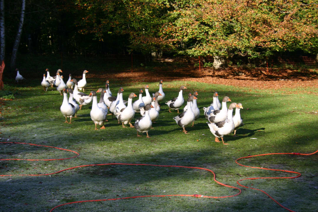 Tierische Begleiter Hotel Jagdschloss Waldsee