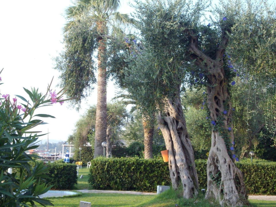 Schöne alte Olivenbäüme Elea Beach Hotel