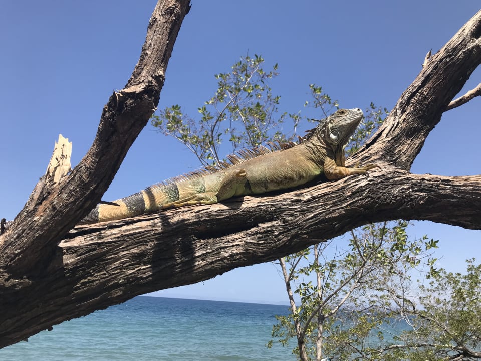 Sonstiges Hotel Riu Palace Costa Rica