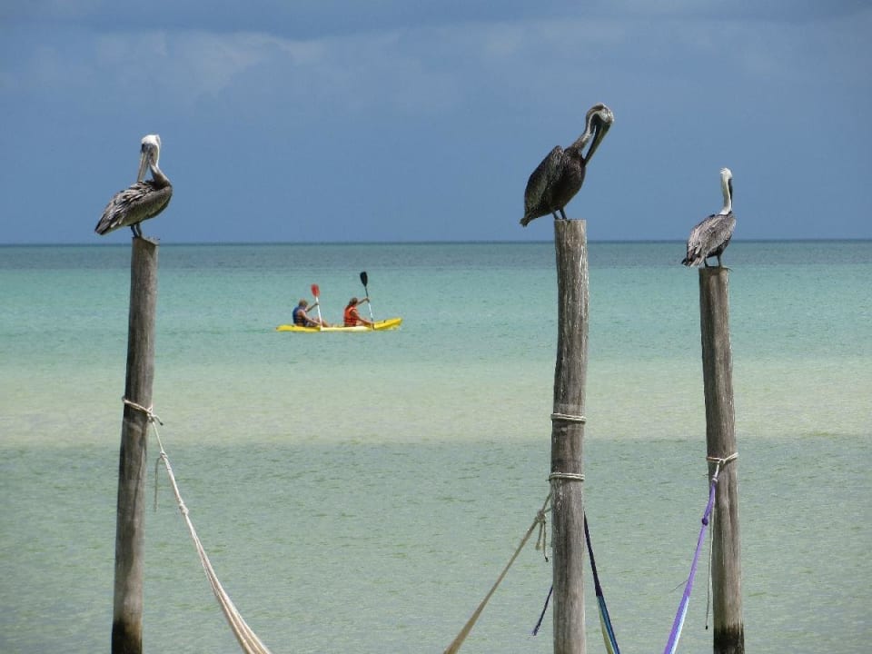 Selbsterklärend Hotel Villas Flamingos