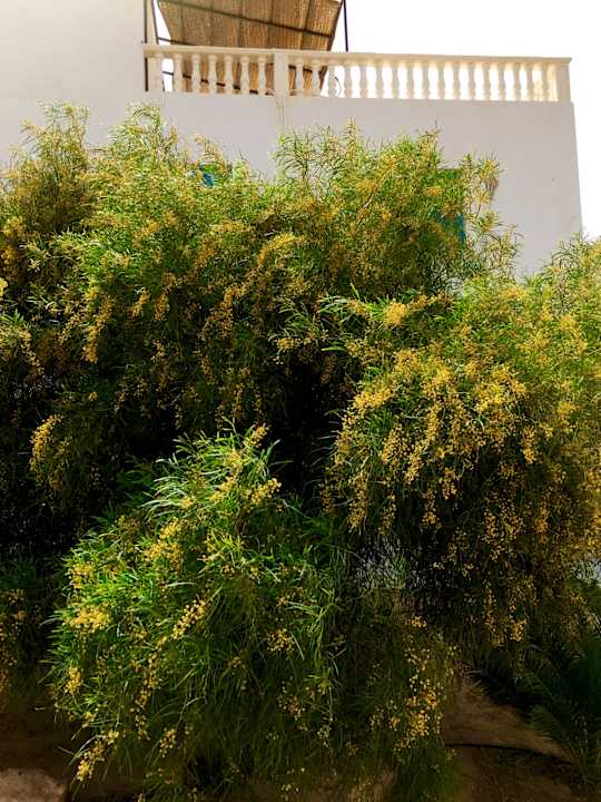 Gartenanlage Maison dˋHôte Domaine El-Manar