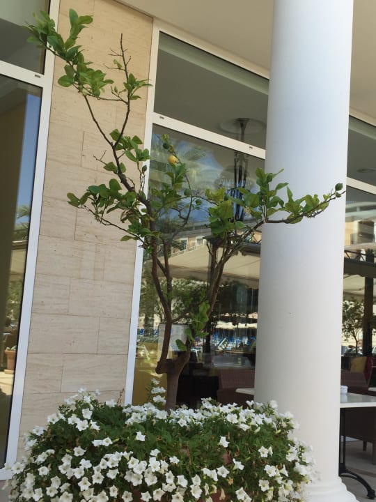 Blumen Grupotel Playa de Palma Suites & Spa