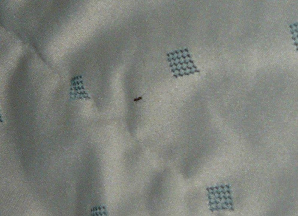 Ámeisen im Bett Hotel El Mouradi Djerba Menzel