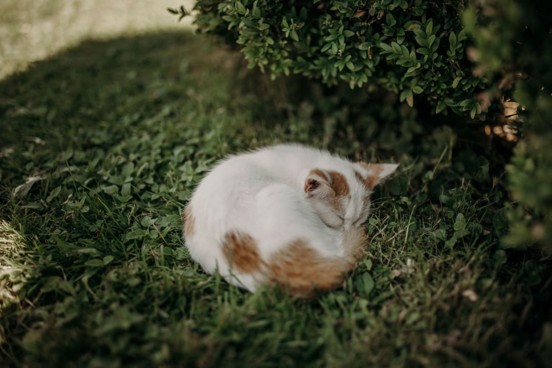 Gartenanlage Hotel Ferienparadies Lerch