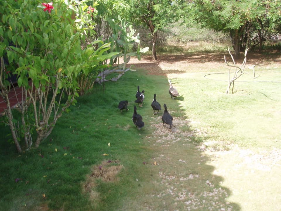 Tierwelt Finca Maribel