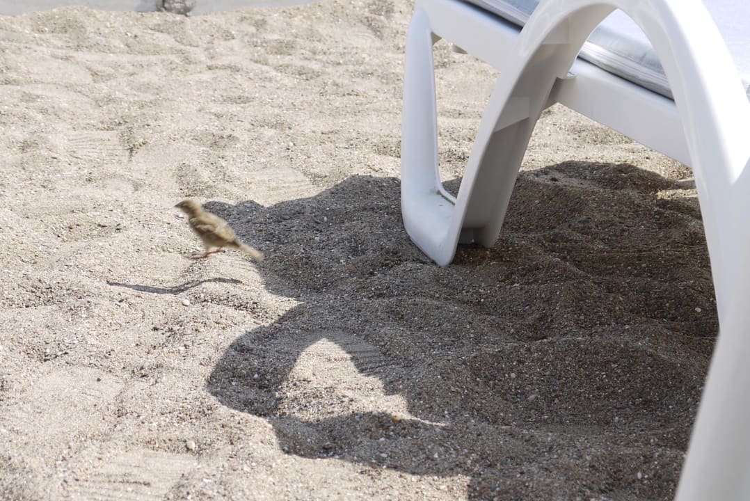 Spatzen mögen den "Kies"  Hotel Delphin Imperial