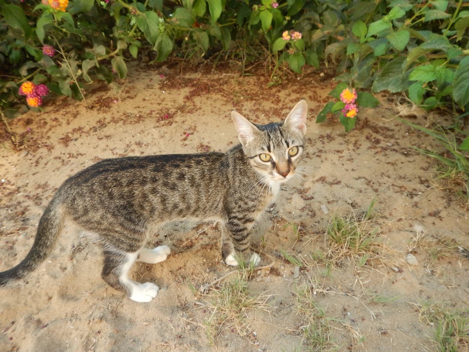 Unser täglicher Besucher Annabella Diamond Hotel & Spa