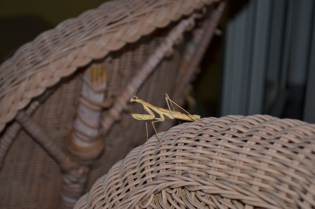 Besucher auf der Terrasse Elounda Residence Resort & Waterpark