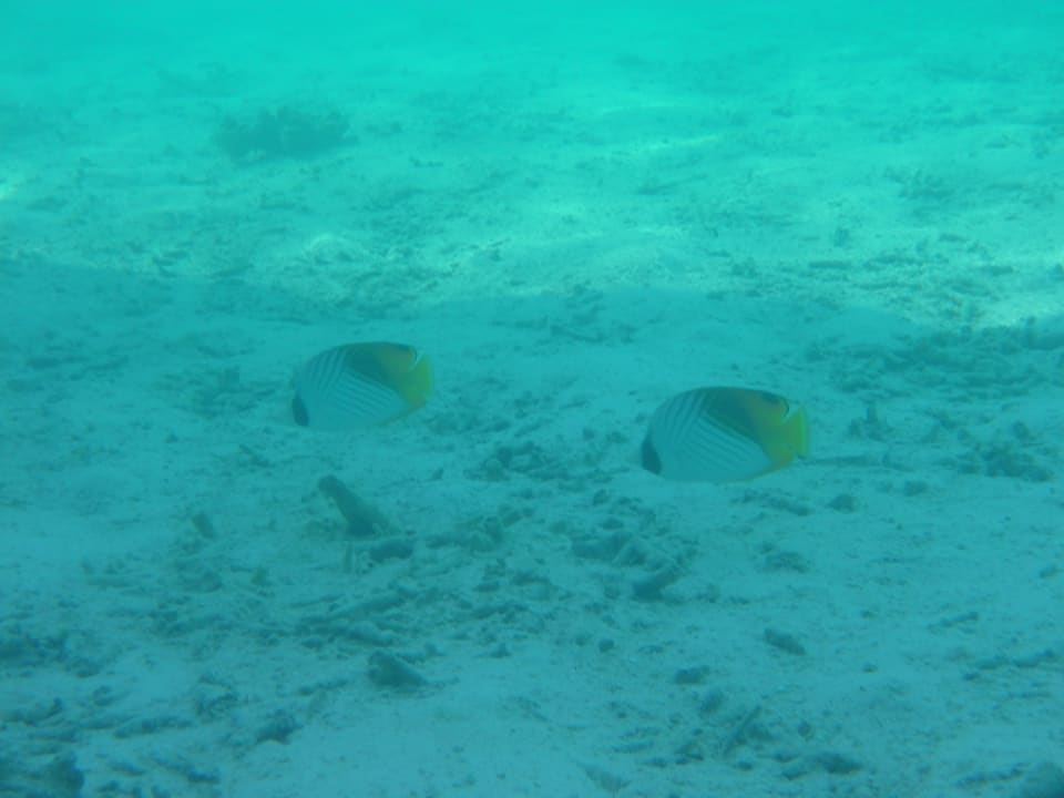 Sonstiges Cinnamon Hakuraa Huraa Maldives
