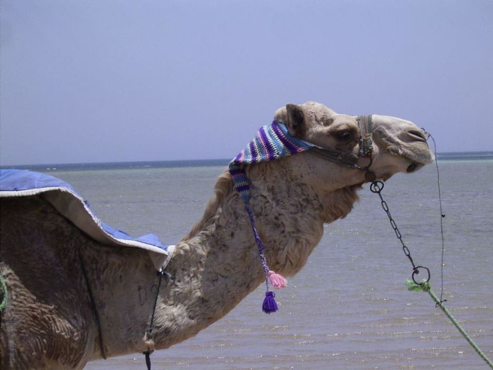 Dodo Golden Beach Resort