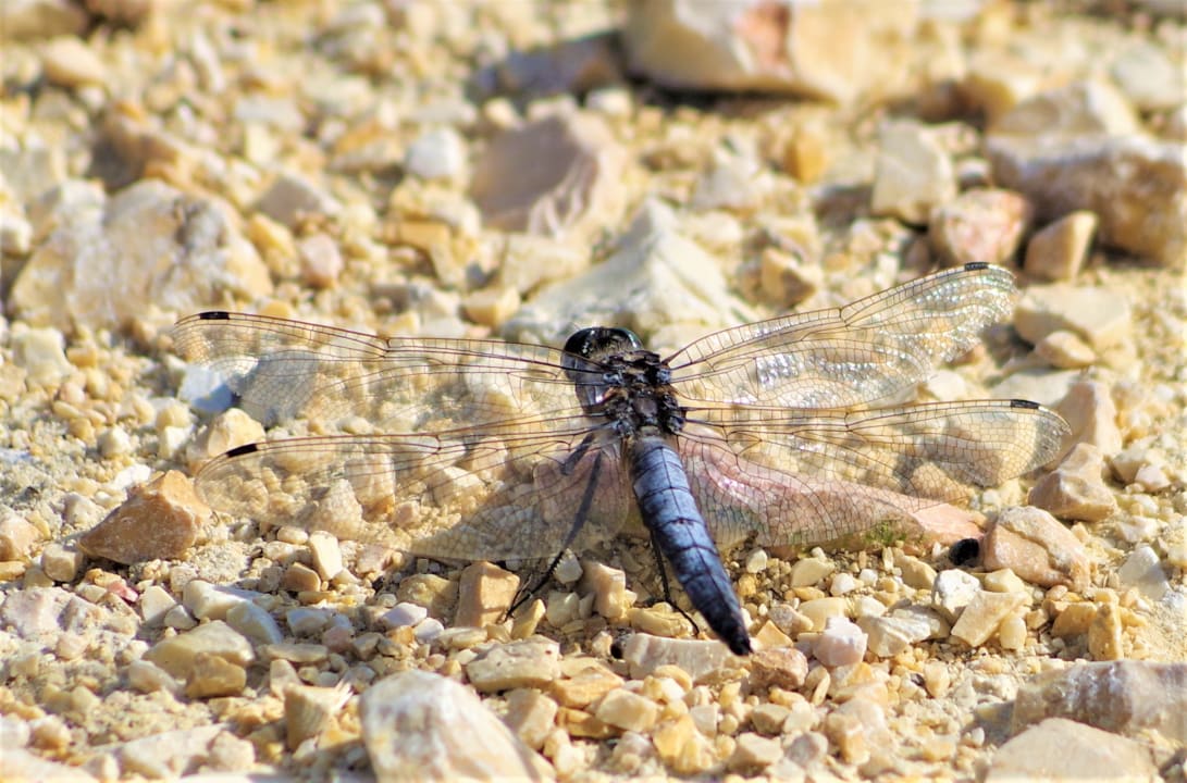 Sonstiges Seehörnle Bio Hotel & Gasthaus