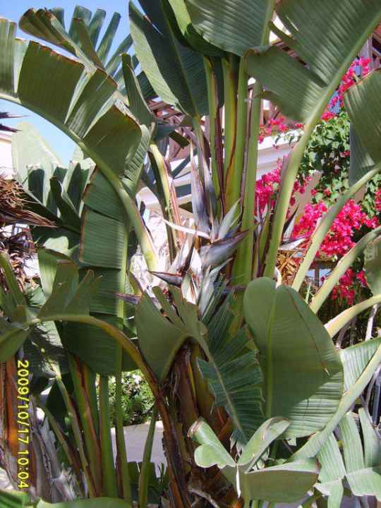 Bananen Atlantica Aeneas Resort