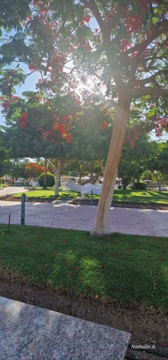 Gartenanlage Desert Rose