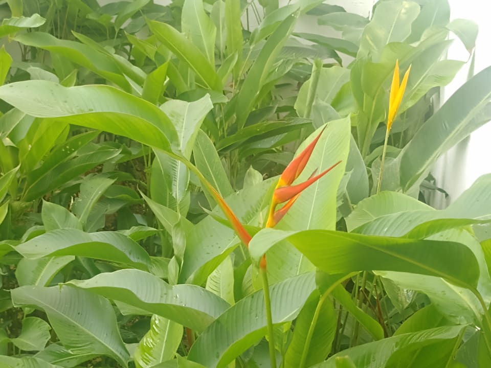 Gartenanlage Sunscape Dominicus La Romana