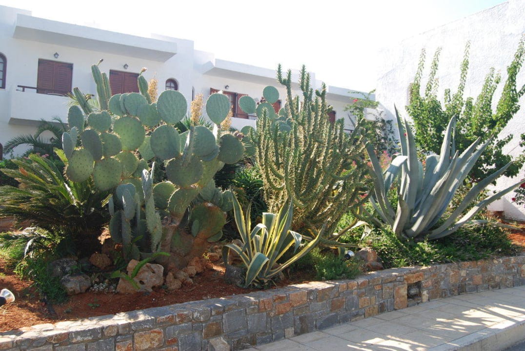 Außenansicht mit tollen Pflanzen Sentido Kyknos Beach Adults Only 16+