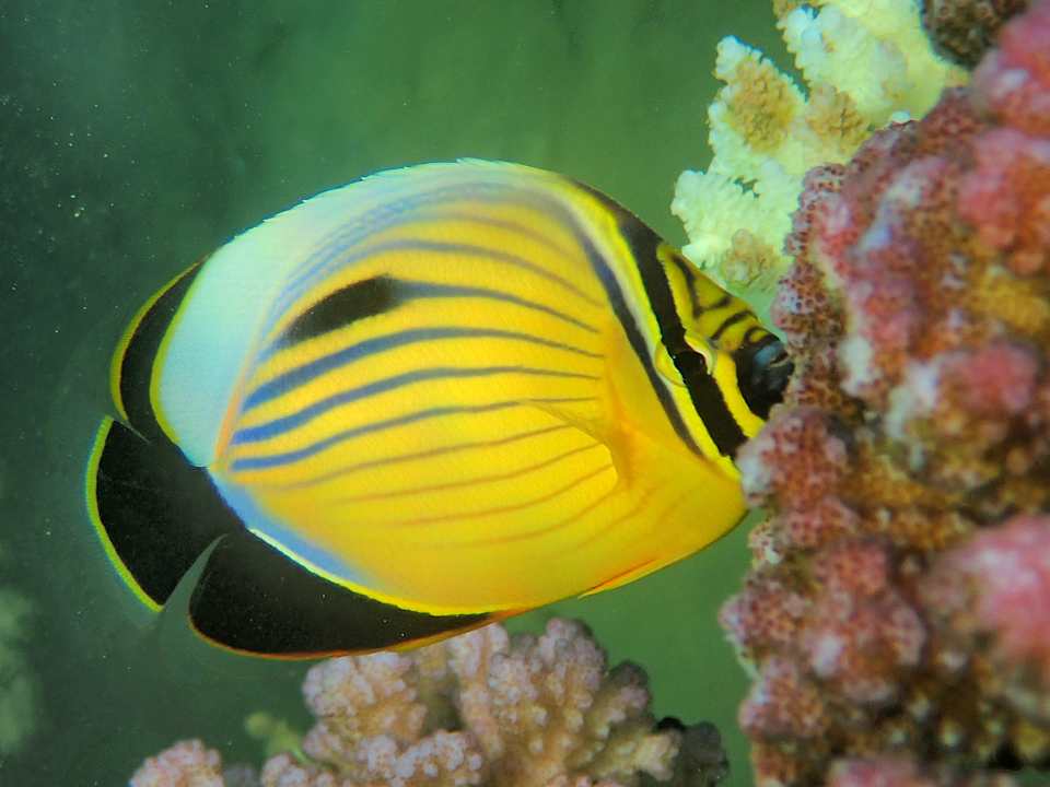 Sonstiges Shams Alam Beach Resort