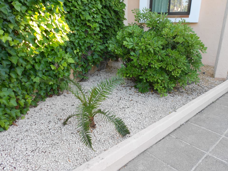 Garten Hipotels Mediterraneo Club