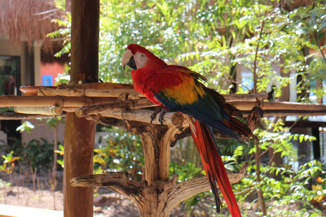 Lobby Papagei  Iberostar Waves Tucan