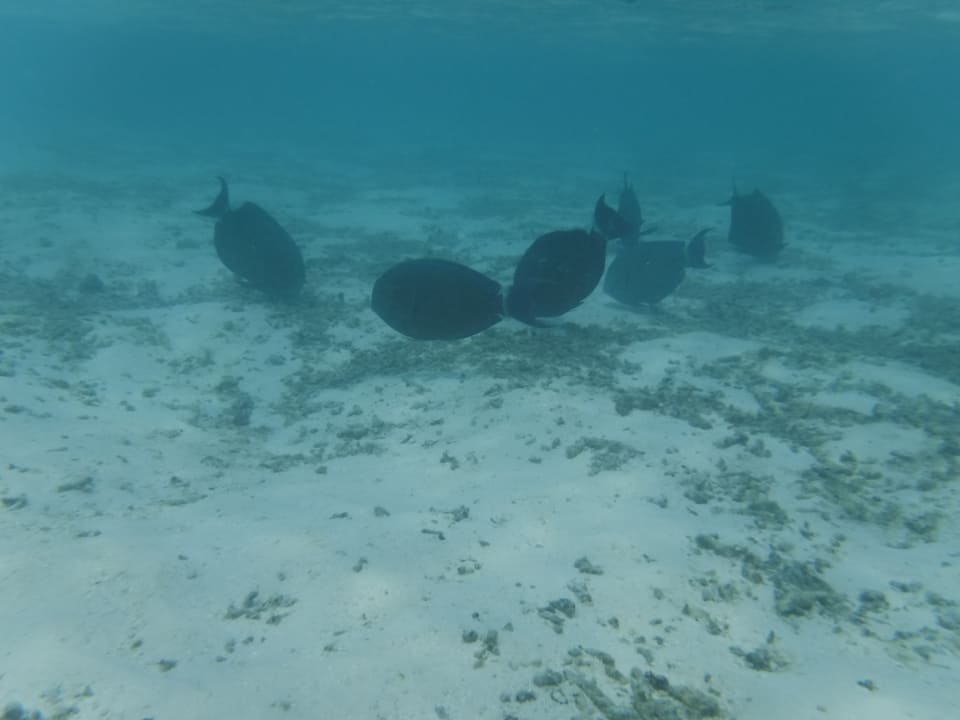 Fische Summer Island Maldives