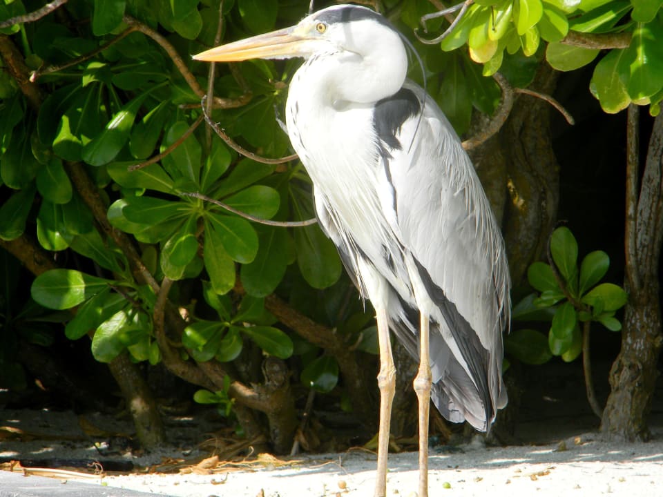 Inselbewohner Summer Island Maldives