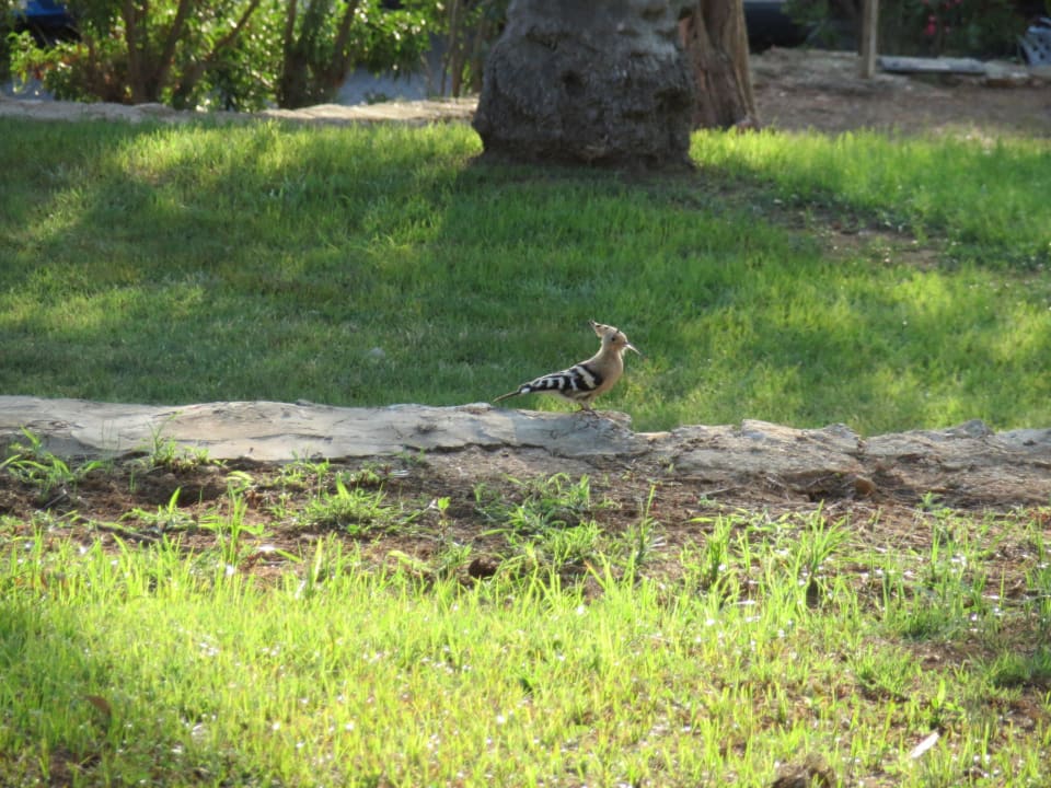 Seltener Vogel Sun Club Eldorado