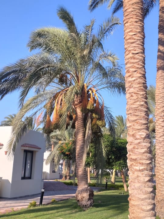 Gartenanlage Pharaoh Azur Resort