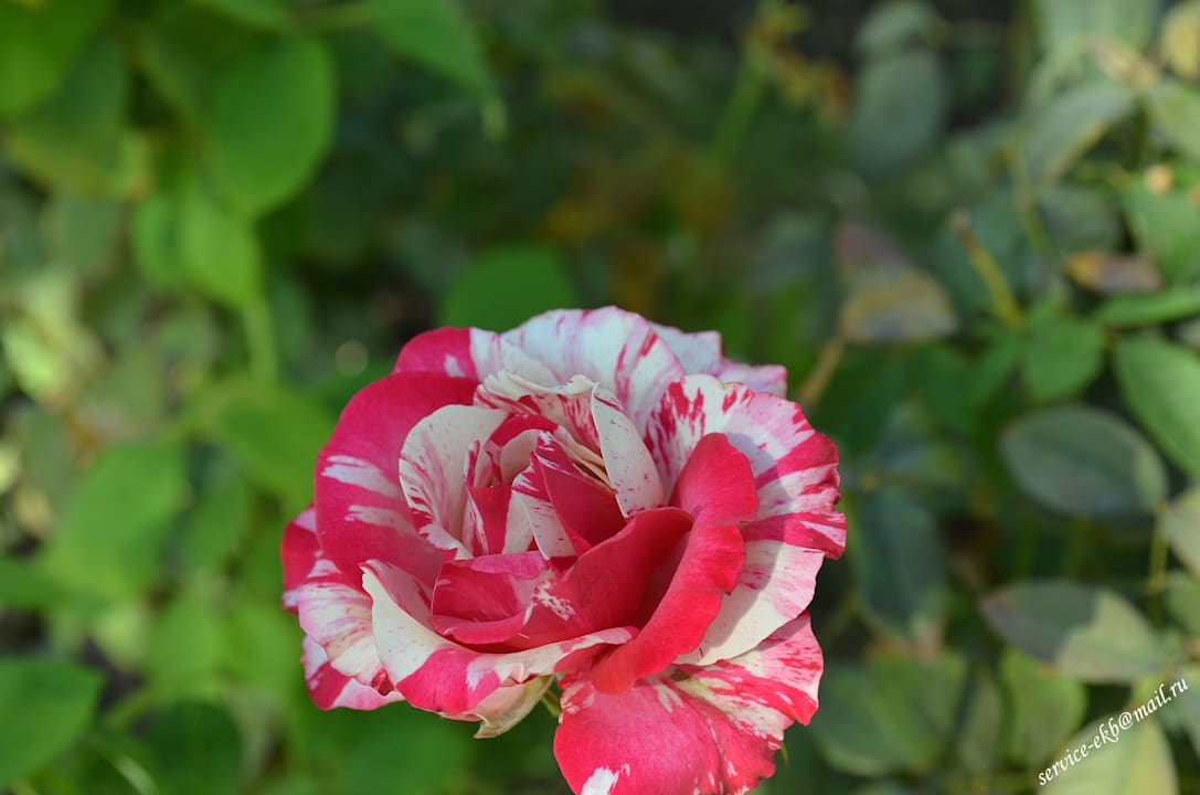 Delphin Imperial Hotel Delphin Imperial