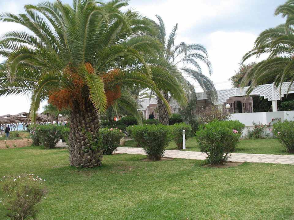 Palme  The Orangers Beach Resort and Bungalows