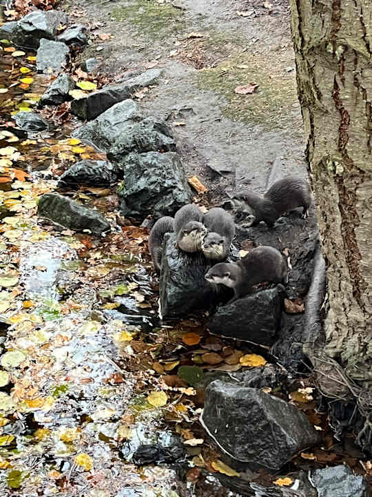 Sport & Freizeit Center Parcs De Kempervennen