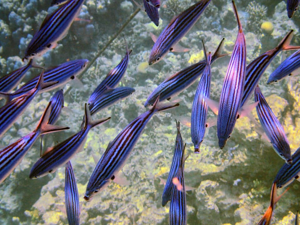 Sport & Freizeit Tropitel Sahl Hasheesh