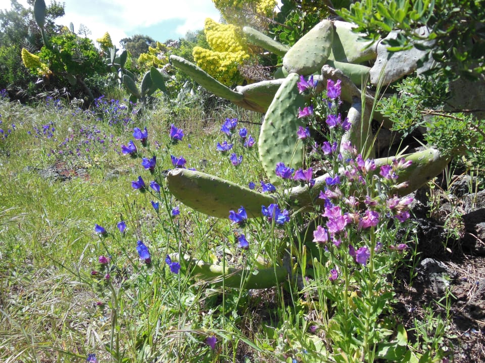 Gartenanlage Casa Rural Aborigen Bimbache