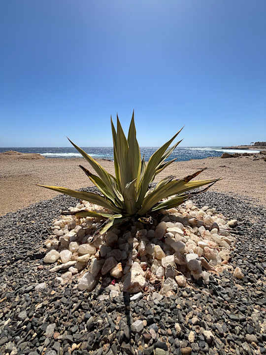 Strand Steigenberger Coraya Beach - Adults only