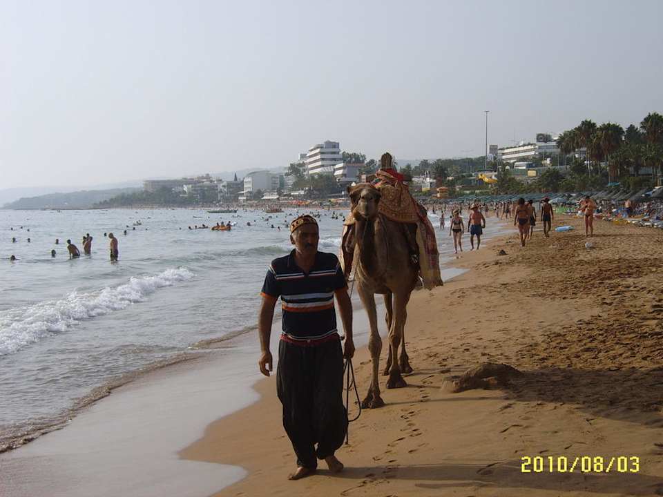 Cameltreiber Aska Hotel Just in Beach