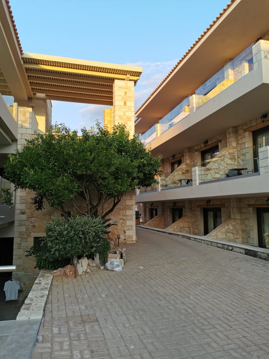 Sonstiges Cactus Royal