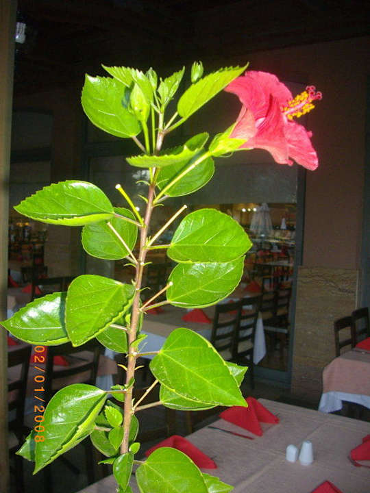 Greenwood Resort Greenwood Kemer Resort