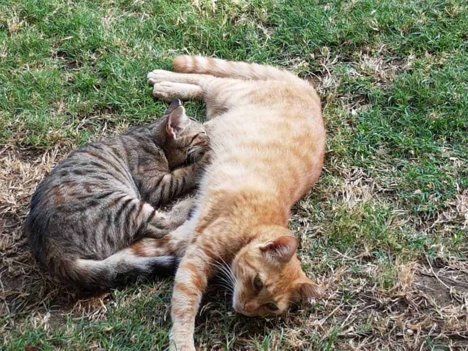 Hotelkatzen Sunprime C-Lounge