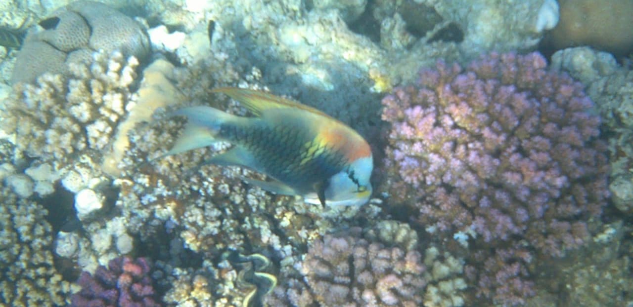 Strand Makadi Spa - Adults only