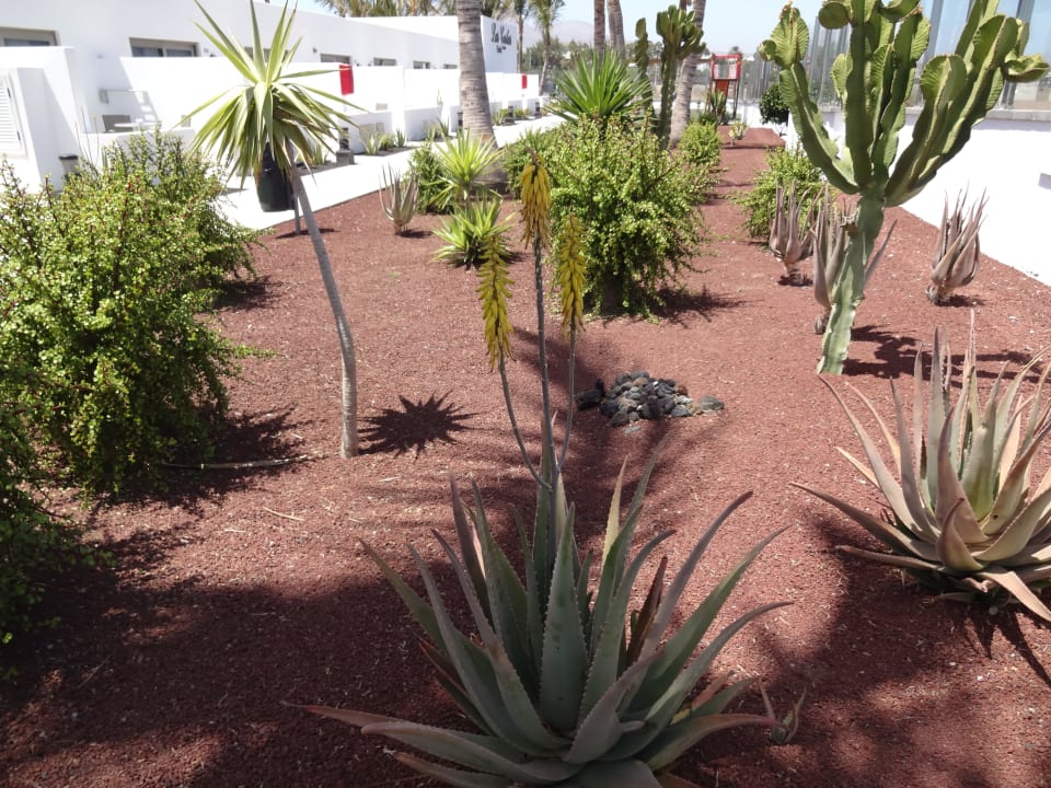 Gepflegte Gartenanlage Hotel Las Costas