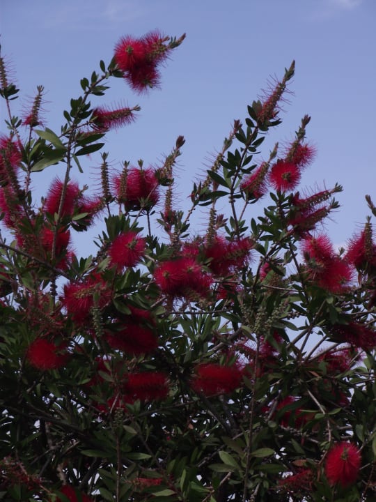 Pflanzen im Garten Mai 2013 Almyros Villas Resort