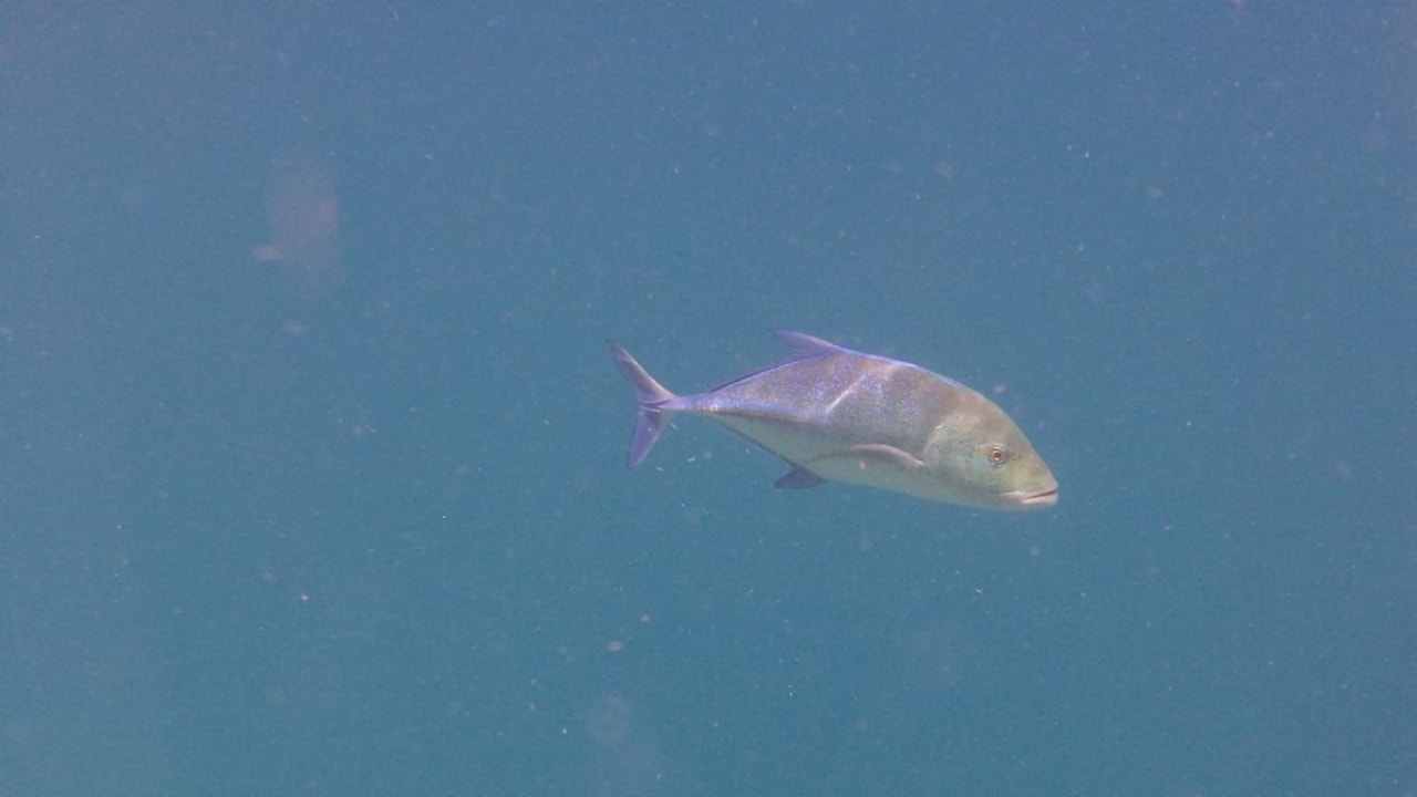 Hausriff Eri Maldives