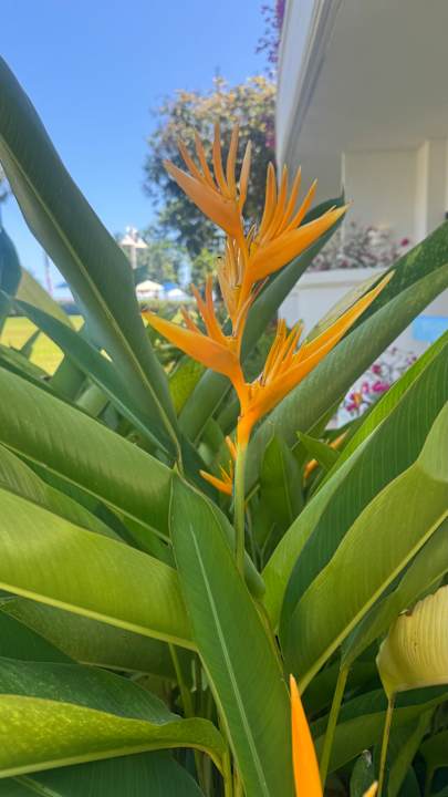 Außenansicht Novotel Rayong Rim Pae Resort