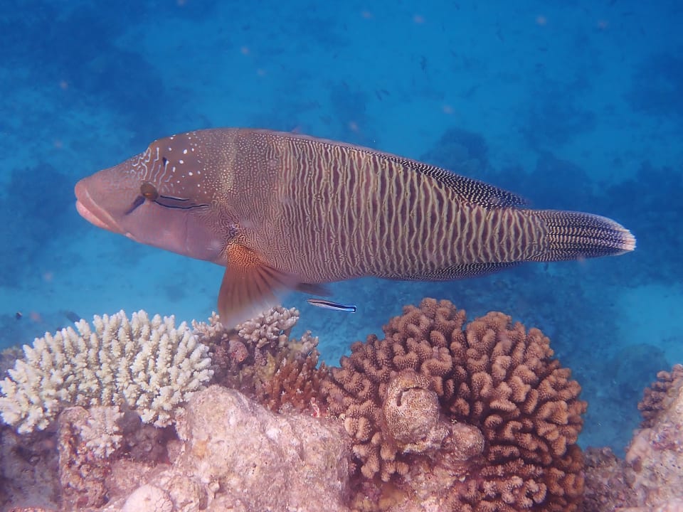 Sport & Freizeit Vilamendhoo Island Resort & Spa