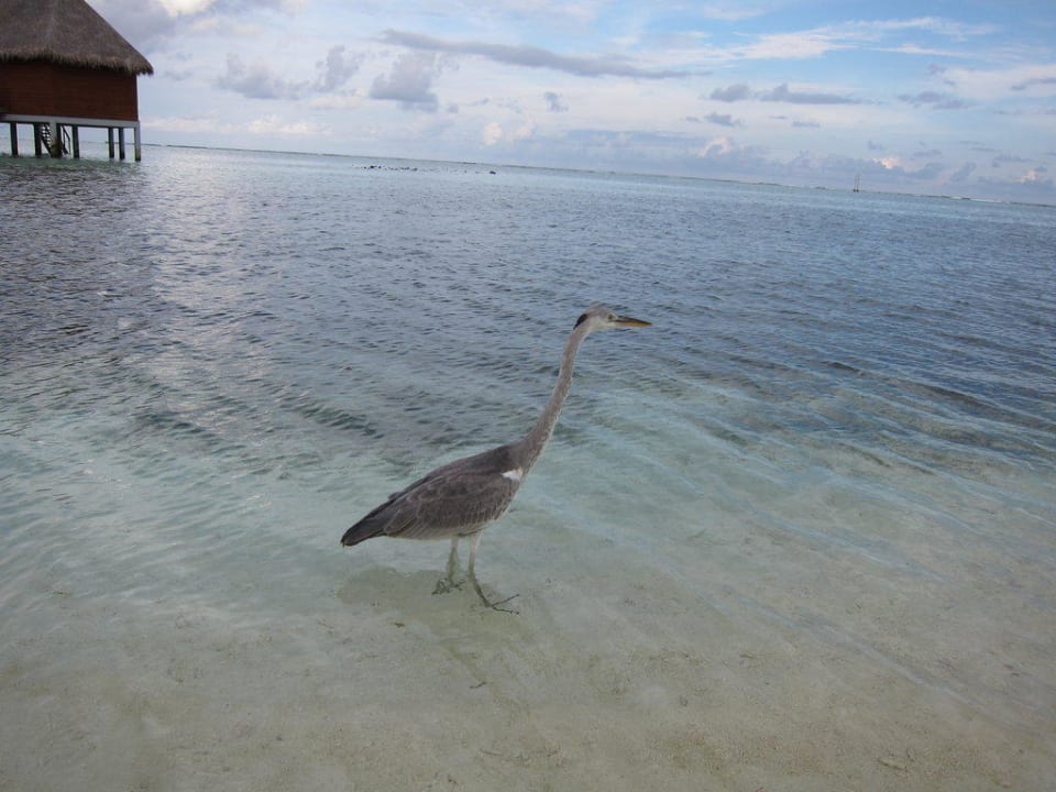 Grauer Reiher  Meeru Maldives Resort Island