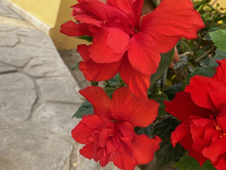 Sonstiges Steigenberger Coraya Beach - Adults only