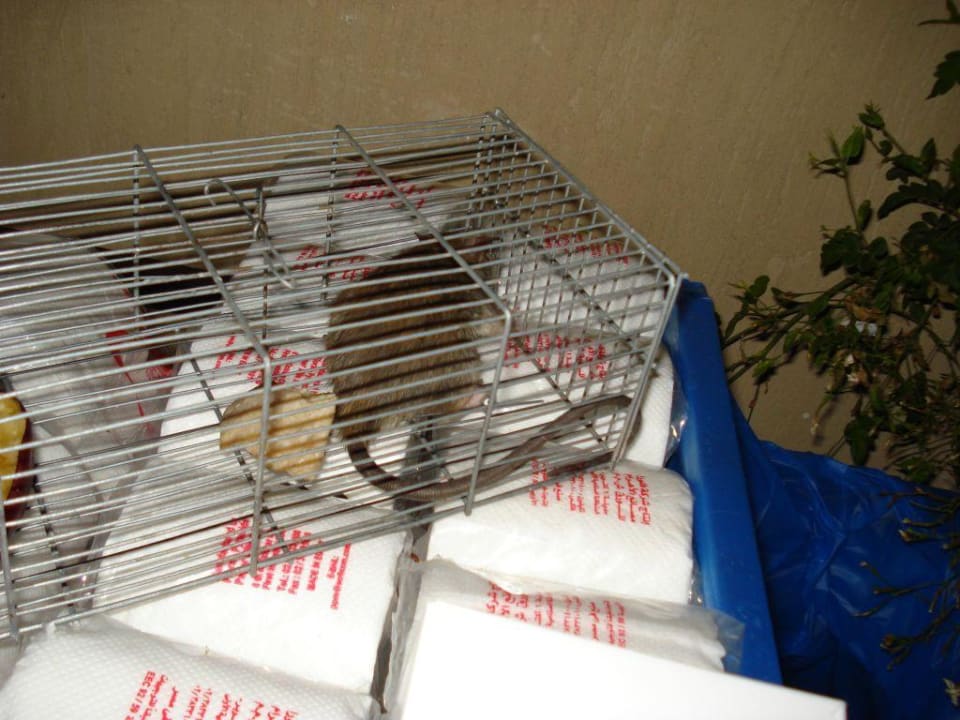 unsere Haustiere im Käfig Imperial Shams Abu Soma