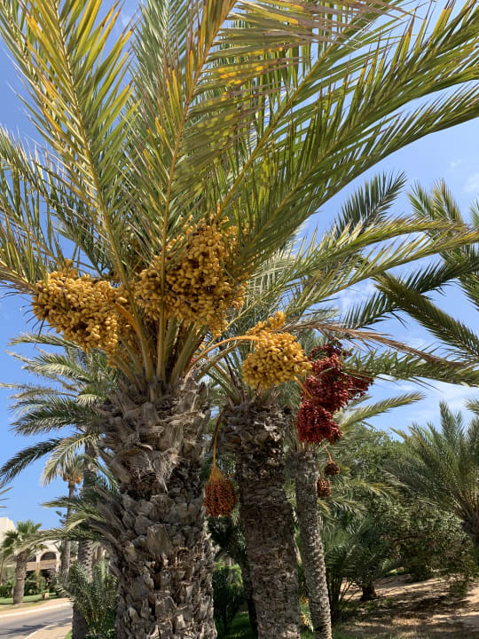 Gartenanlage Ulysse Djerba Thalasso & Spa