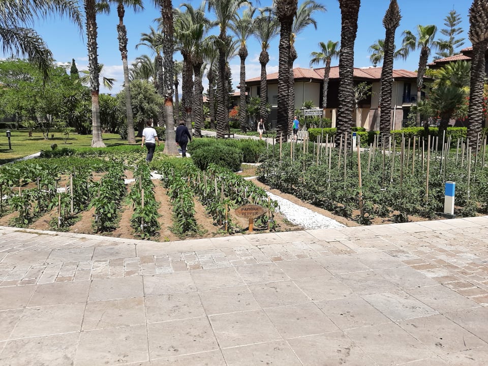 Gartenanlage TUI BLUE Palm Garden