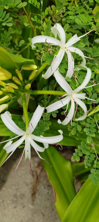 Gartenanlage Kuredu Island Resort & Spa