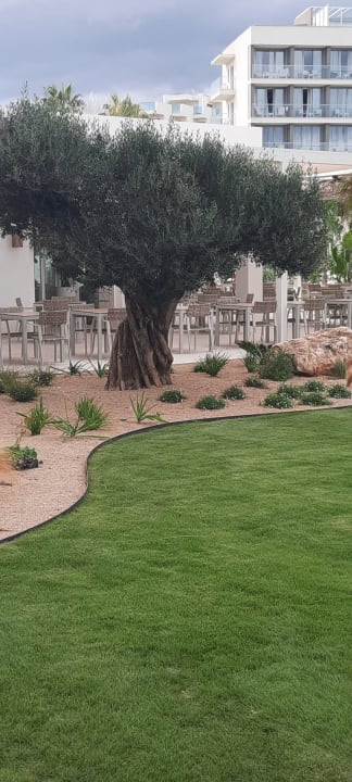 Gartenanlage Hipotels Flamenco